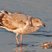 Western Gull